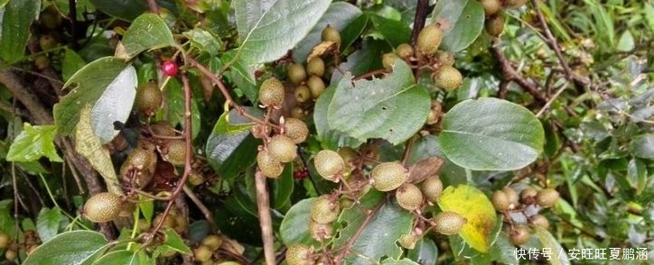 农村山里一种野果，被誉为“果中之王”，农民却不喜欢吃，为何