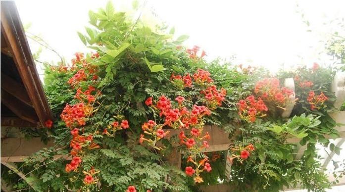  「凌霄花」凌霄花就像母亲无微不至的爱，虽不察觉但能感受到它的光芒万丈。