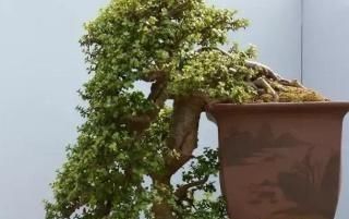  大神■马齿苋树盆栽不好看？只怪你不会养，大神的作品，赶上你半年工资