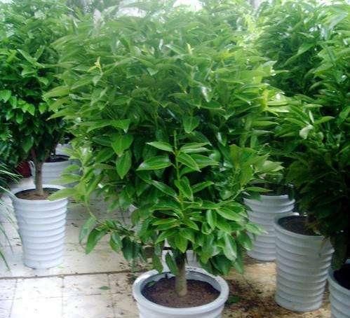  植物■这“2种”植物，放在家里，旺财还喜庆，过年花友都在养！