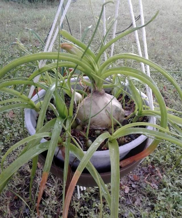  「想养」特别小众的13种奇特观赏盆栽，适合养在桌面上，看着都想养几盆