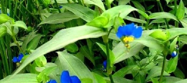  稻田@农民讨厌的稻田杂草，即是菜也是药，殊不知它却很珍贵！