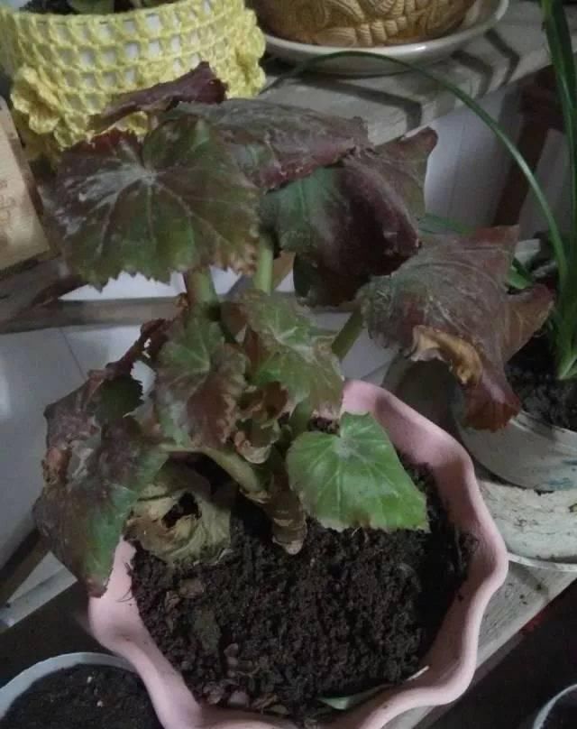  「叶黄」植物黄叶的这几种情况都很好处理，有些叶黄了还能重新恢复翠绿