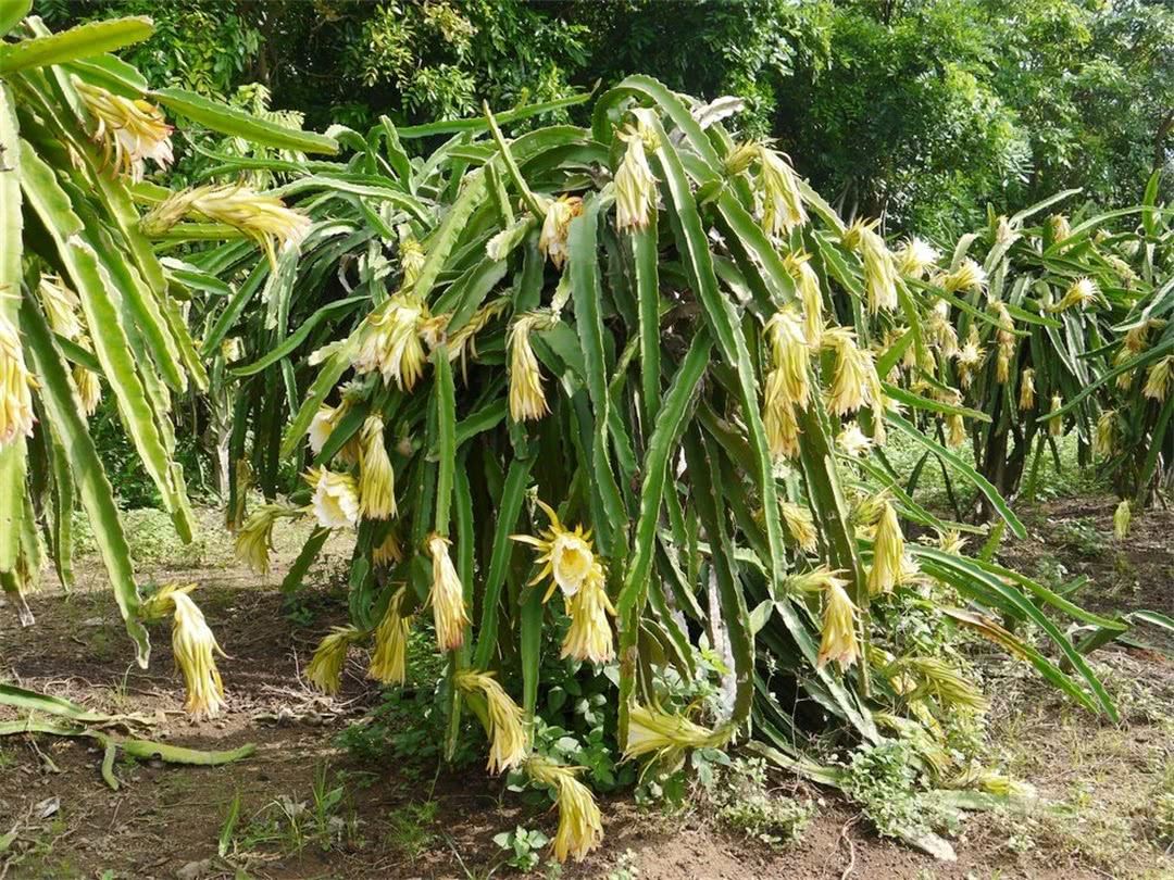 这种果树的花比果实更值钱,晒干后200元一斤,