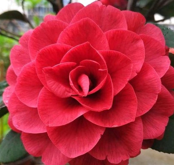  『花开花』茶花开花少？给它喂上这“2种”豆肥，长势好、开花多个不停