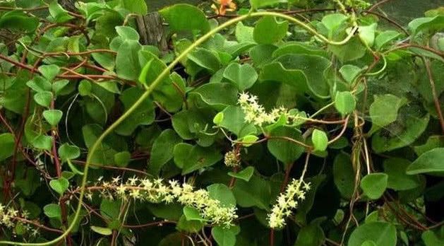 在印度被当成杂草处理的植物，我国引进后被大量种植，还很受欢迎