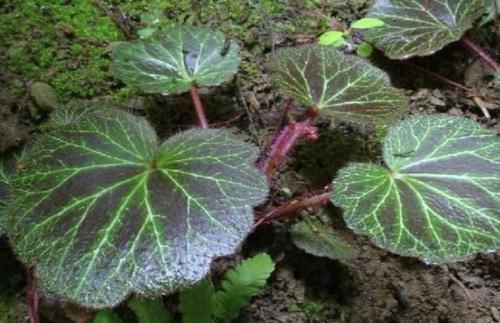 【植物】1种植物叶片宽，被称为“金线吊芙蓉”，全年可采收，价值高！