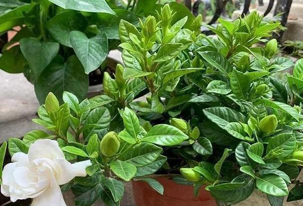 栀子花|北方盆栽栀子花,喜欢盲花、哑花?注意2点,6月砰砰开花