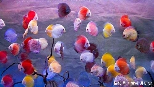 营养■如何让七彩更好的摄食,来为自己提供活力,增加体色