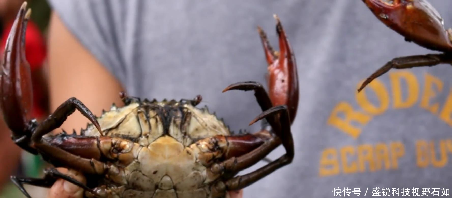 别人家的鱼塘收获 罗非鱼黑鱼不算少, 大虾长达二十厘米