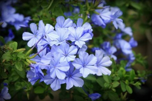 #花儿#养花就养这4朵小花,开花爆满变花海,花开大又艳,小院爆成花海