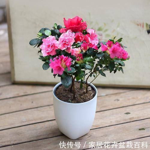  不见：窗台上的一盆杜鹃花，每年很简单的养护，却年年见花不见叶