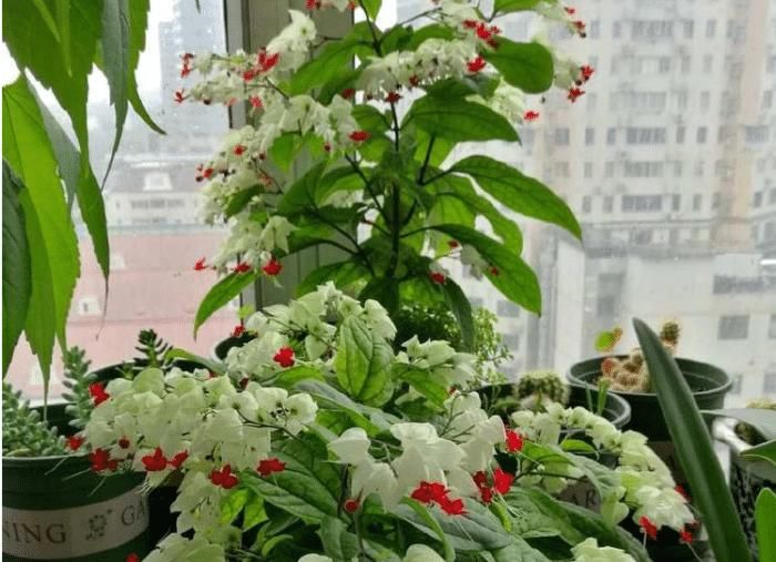  『有花赏』?盆栽新宠，花型奇特，漂亮又好养，家里种一棵，四季有花赏