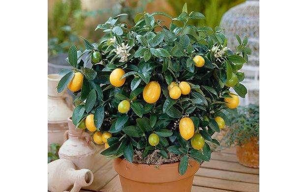 植物|这“2种”植物,放在家里,旺财还喜庆,过年花友都在养!