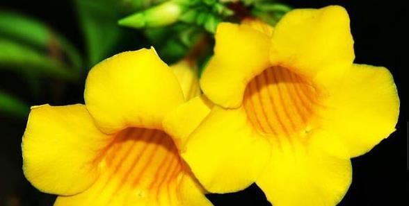 喜欢菊花的,来自盆栽“花中珍品”的仙客,株型美丽,花艳丽