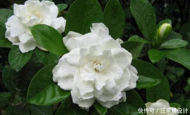 #养得好#新手养栀子花,最好用“此方法”养,叶子油绿不发黄,花开满盆