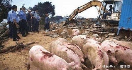 18年起, 农村这些地区“禁止”养殖, 不听劝阻的, 会被拆除并罚款