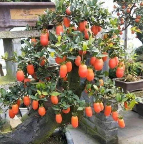  『迎春花』养花就养这几款，全年开花不停，旺财又旺宅，而且观赏性强