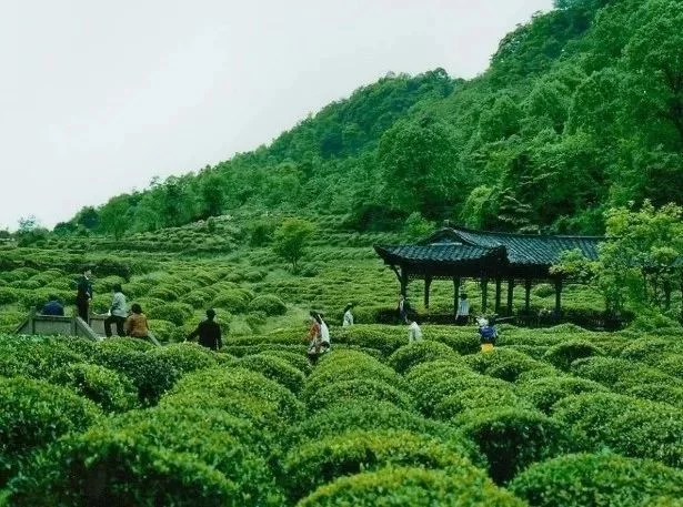 不输九寨的四季皆景,川藏线茶马古道的起点!【在线观看】