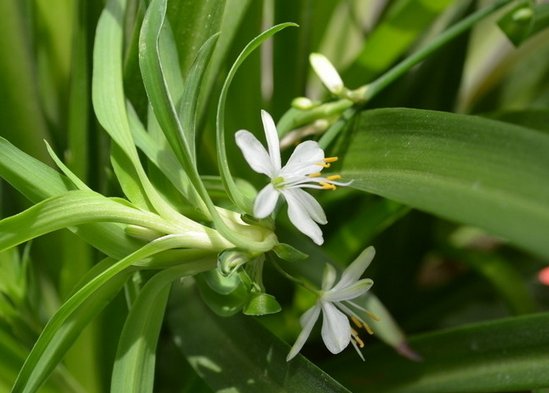 「长春花」这些花花型独特,植株生长旺盛,室内盆栽欣赏价值高