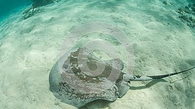 会变脸的怪鱼,到了加勒比海却无比乖巧,网友:真会玩!