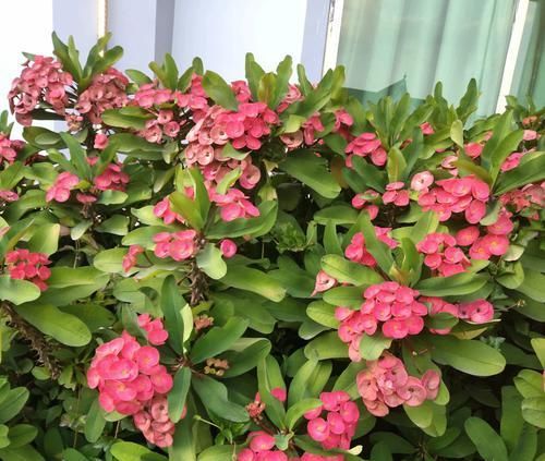  【养护】虎刺梅叶片总是发黄发黑？避开4个误区，事半功倍叶茂花多