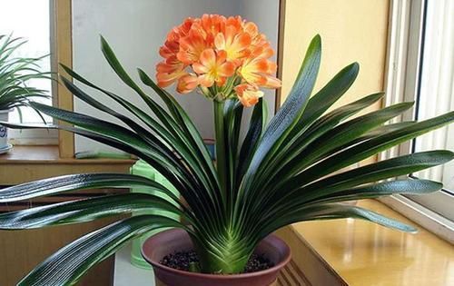  『发财树』3月养花,出门捡“3种垃圾”扔盆里,肥效足,植物根系壮、枝叶茂