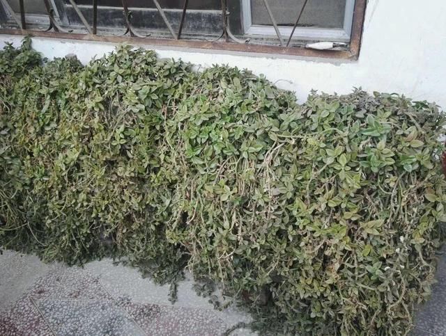  慎养■这花要慎养，每年砍掉3麻袋，照样蹭蹭长