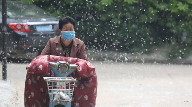 「树木」砍伐杨树换新树，多种树木不飘絮