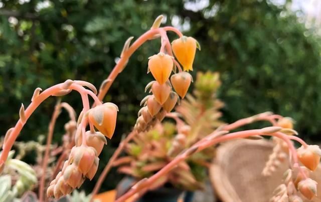  [家里]三月, 家里的植物