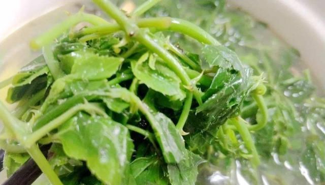  #如今#簕菜：茎叶长满刺，以前当野树砍掉，如今批量种植，做美食用处大