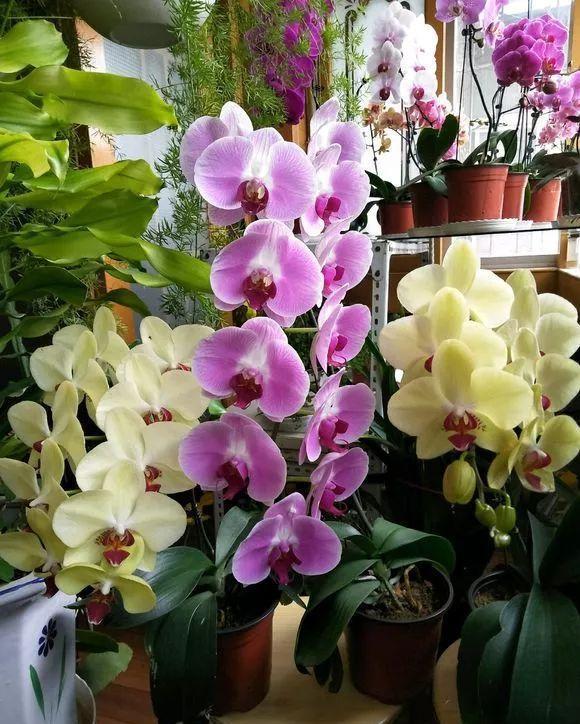 『石斛』4种花不能用土养,一浇水就烂根,别忽视!