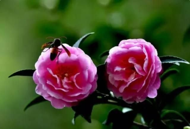  【花中】中国10大名花，哪个是你的最爱？