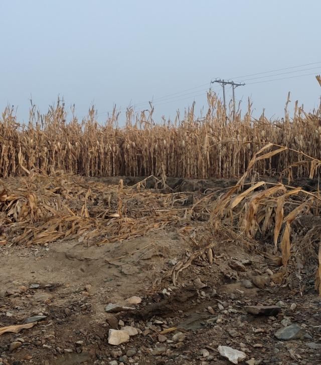  玉米：这个人是不是你？有些农民粮食卖了高价反而没有卖低价赚