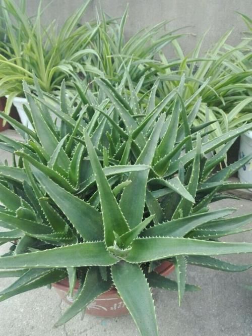  『盆栽』盆栽芦荟薄成纸？浇水加小料，侧芽冒一圈，挤满一花盆