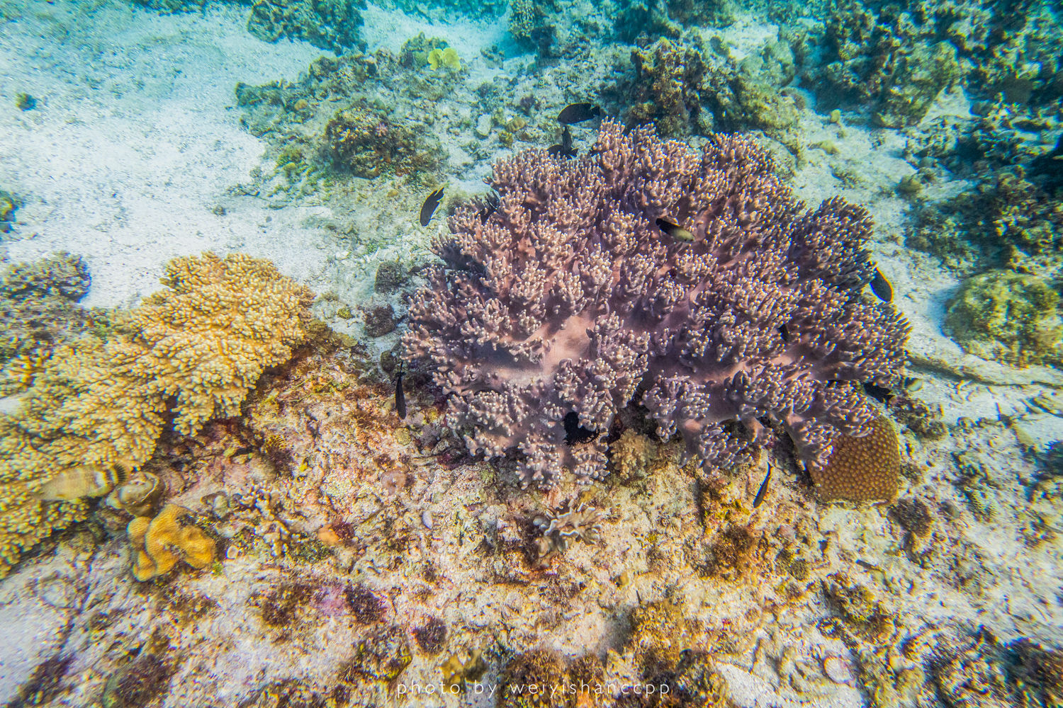 去薄荷岛学自由潜，那是潜入深海的快落呀！