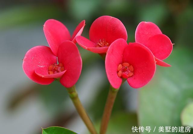 『家里』适合家养的3种花,好养易活开花漂亮,家里养一盆,夏天也能赏花