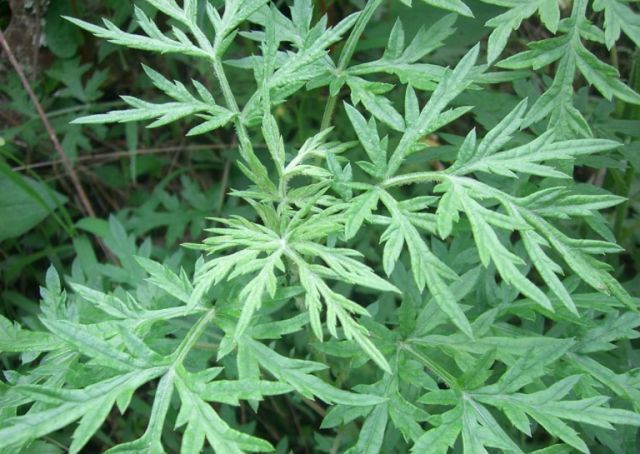  【药草】荒地里一“野草”，农村泛滥成灾，竟是珍贵药草，价值