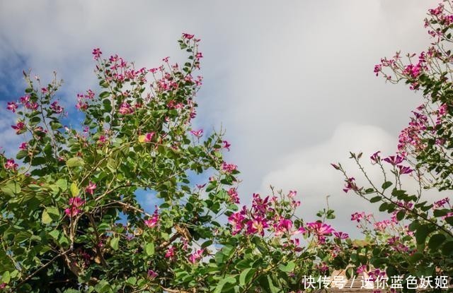 中国最宝贵的三棵古树,第一棵叫“摇钱树”,第三棵有警卫把守