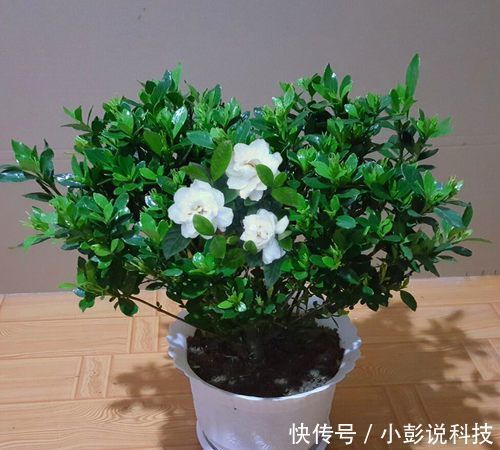  『家里』家里养花选它，养20年都不黄叶，开花香一辈子，养成传家宝