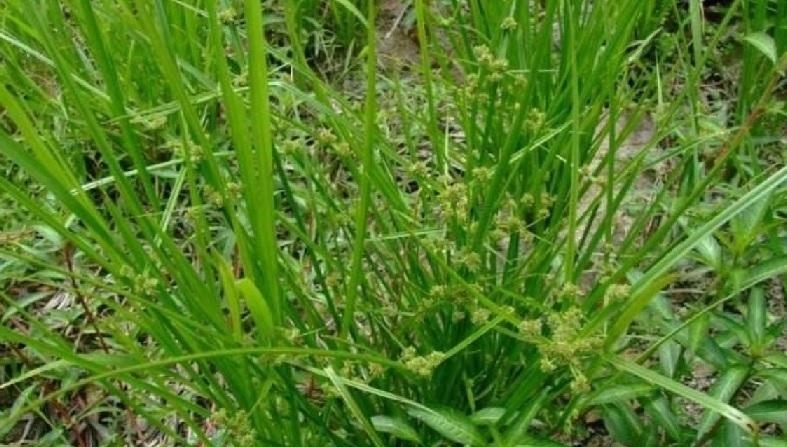 农村这种常见的野草，是治牙疼的良药，遇见请珍惜