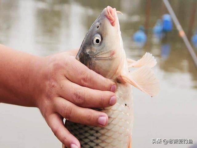  牢记■钓鱼不牢记这几点，就是神仙来了也钓不到