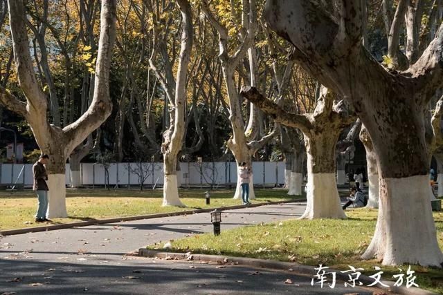 南京这些大学都有最美梧桐大道，有没有你的母校？