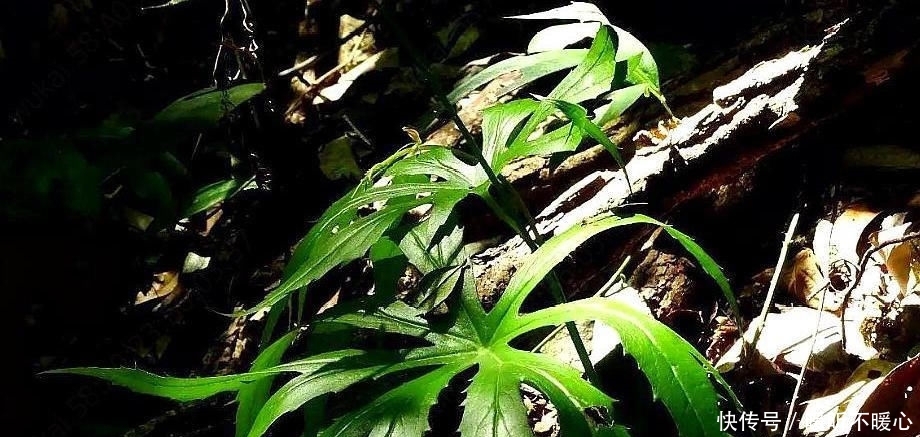  雨伞：农村一种像雨伞的野草，以前无人问津，现在一斤50元被大量收购