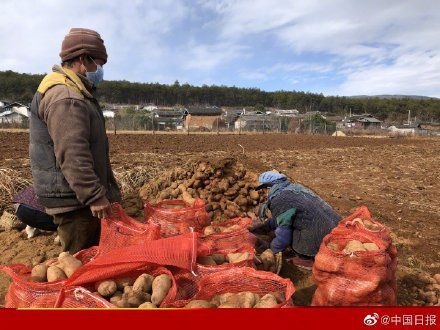  和沃■云南丽江全丽以赴支援湖北武汉 325吨猪肉土豆和沃柑发往