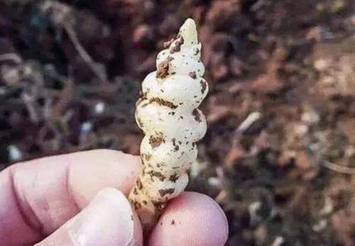  人称■珍贵的1种“野草”，在山坡下繁殖快，人称“地蚕草”，记