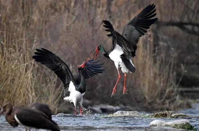 嘘!百多只“鸟中熊猫”来了,绵蔓河顿时成了仙境