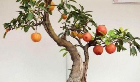 这种植物果实像苹果 现在数量稀少 野外见到要珍惜