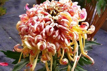 「微笑是一」如果你喜欢玫瑰,最好留一壶《珍稀名菊》,红雁齐飞,歌舞升平,优雅华丽