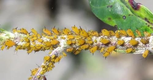  「毒植物」专门祸害夹竹桃的蚜虫，不怕毒液的害虫